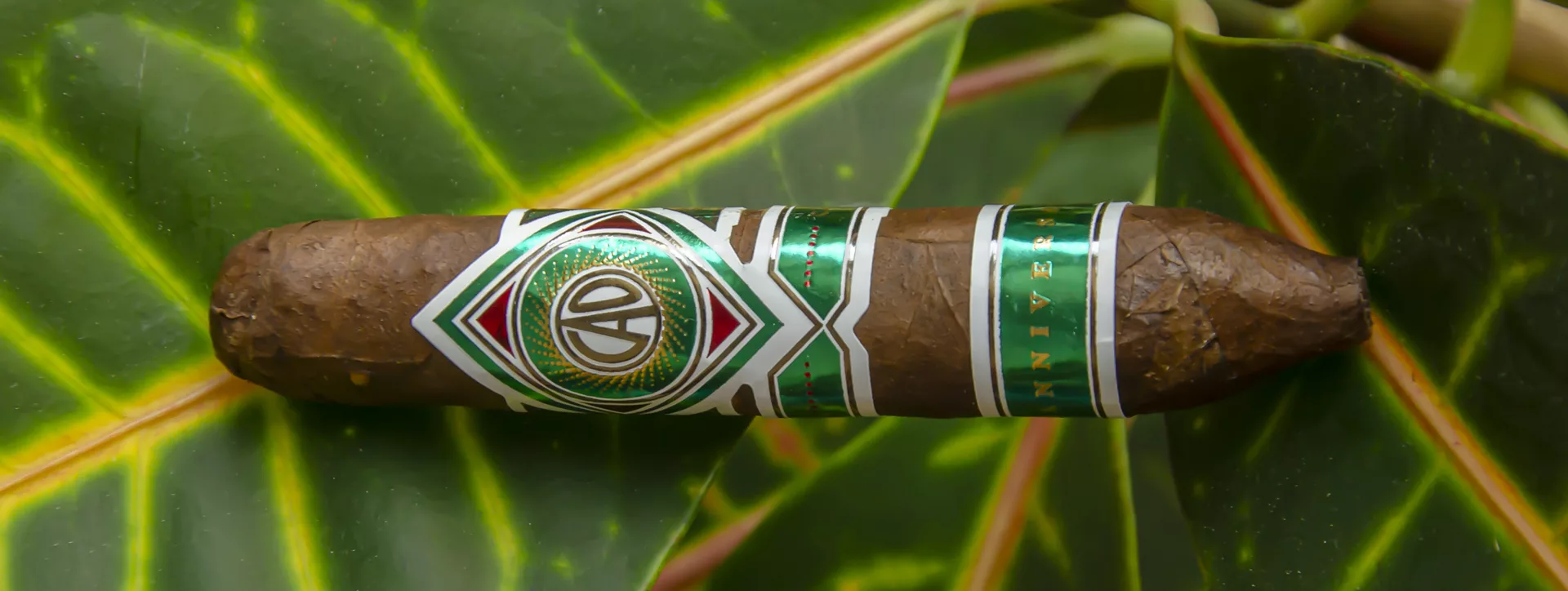 cao-cameroon-short-perfecto (1)