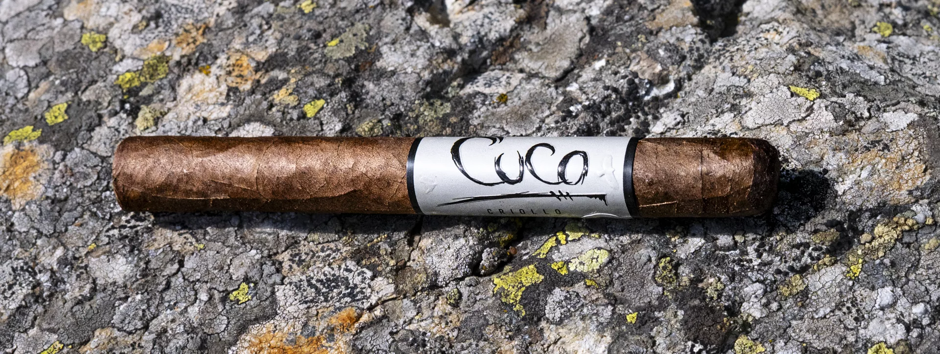 blackbird-cuco-criollo-corona