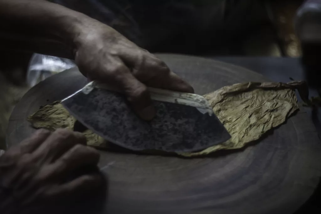 Ein Torcedor schneidet ein Deckblatt in einer Manufaktur in Los Tuxtlas, Veracruz, Mexiko