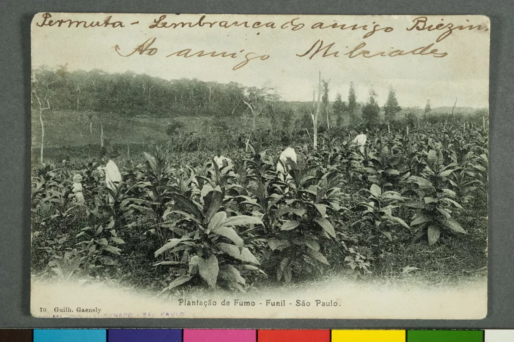 Tabakplantage in Brasilien, Postkarte von Guilherme Gaensly